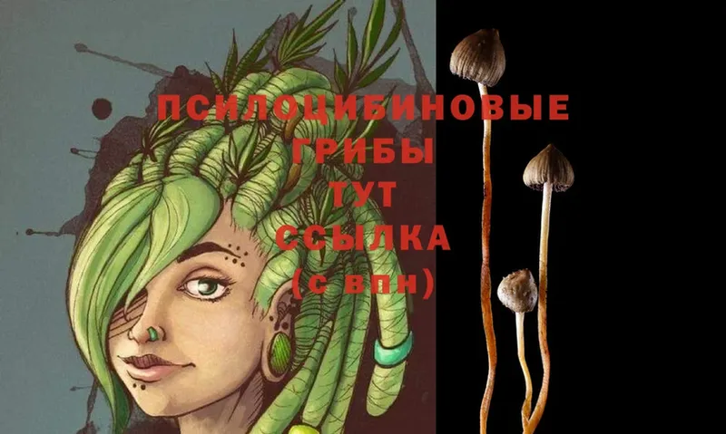 Псилоцибиновые грибы MAGIC MUSHROOMS  закладка  Новозыбков 